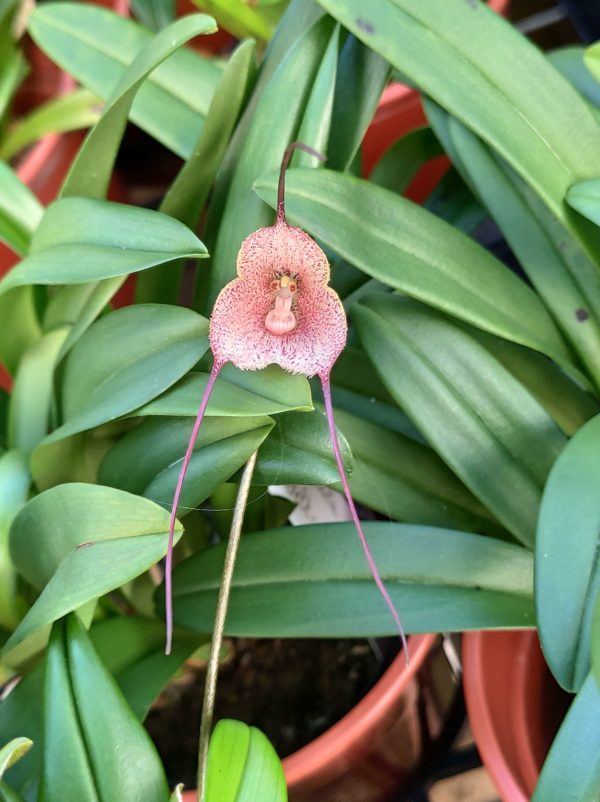 Dracula erythrochaete