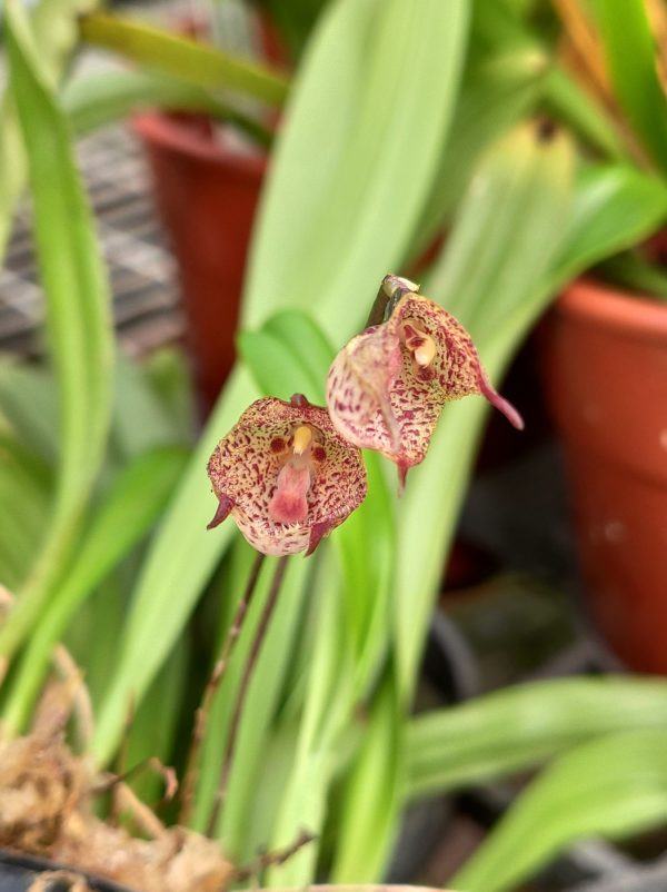 Dracula mopsus