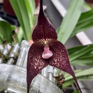 Dracula roezlii