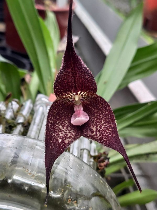 Dracula roezlii