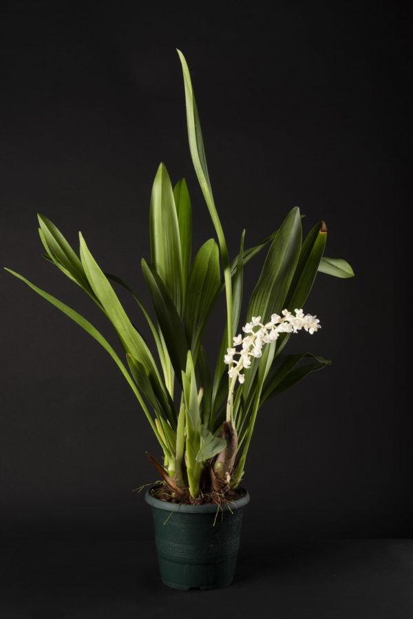 Eria hyacinthoides
