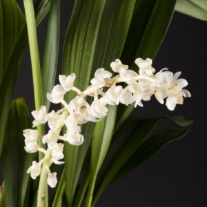 Eria hyacinthoides