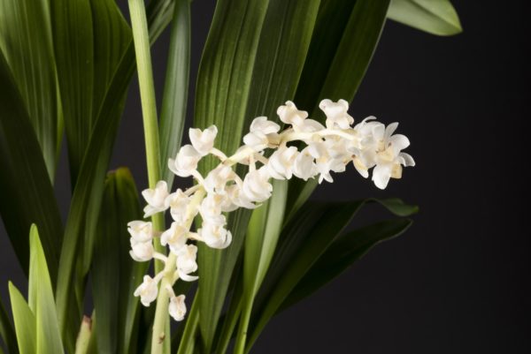 Eria hyacinthoides