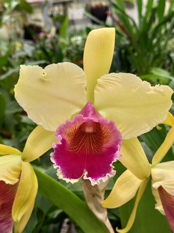 Lc. Daniris 'La Tuilerie'
