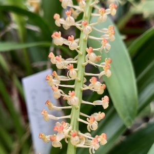 Liparis condylobulbom