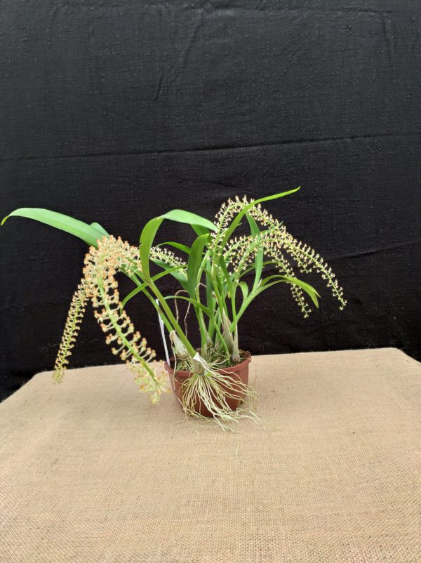 Liparis condylobulbom