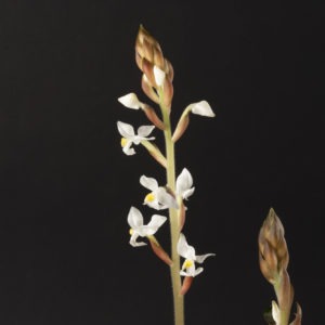 Ludisia discolor