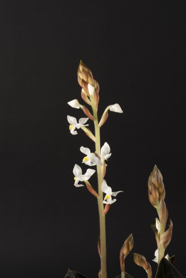 Ludisia discolor