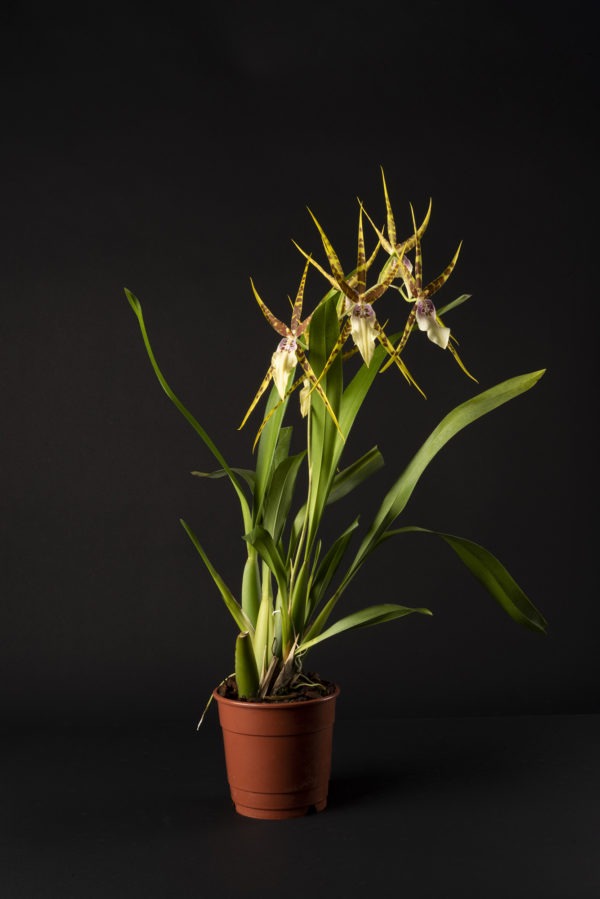 Miltassia Goodale Moir