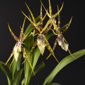 Miltassia Goodale Moir