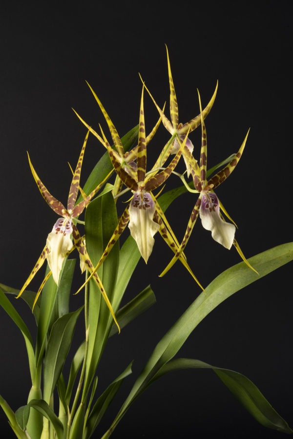Miltassia Goodale Moir