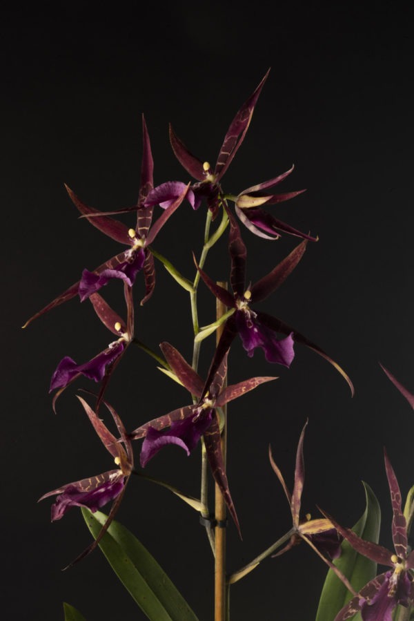 Miltassia Aztec Toni