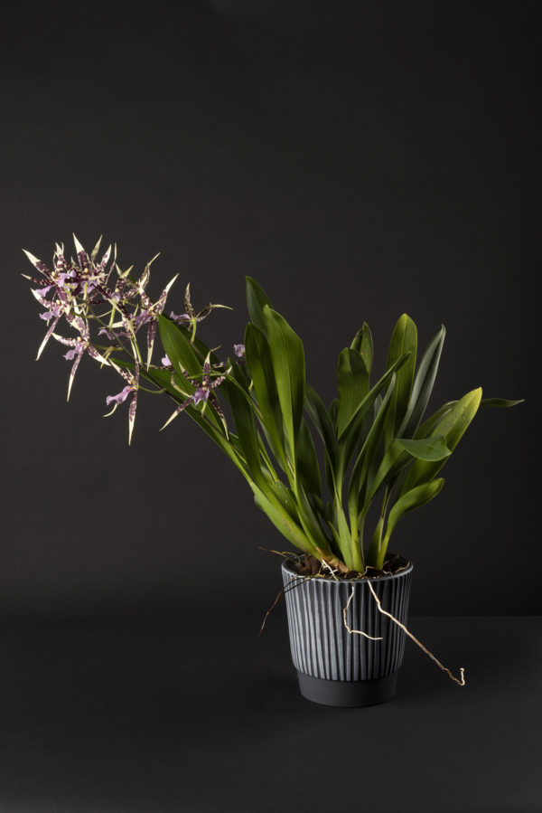 Miltassia Petit Pierre