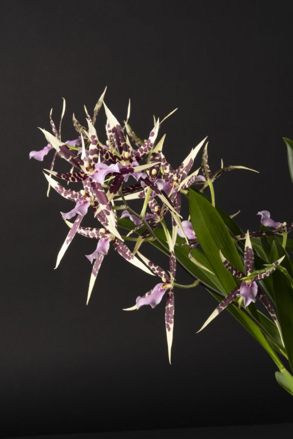 Miltassia Petit Pierre