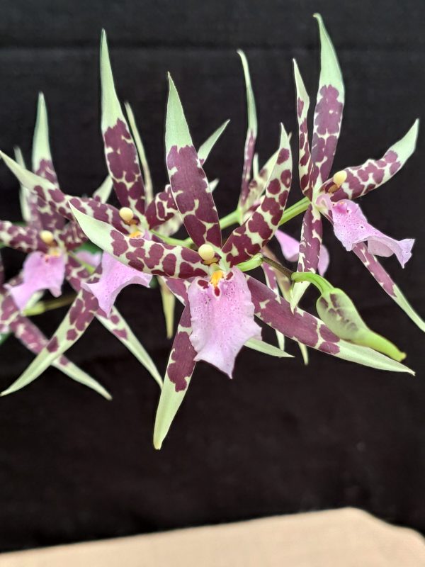 Miltassia Petit Pierre