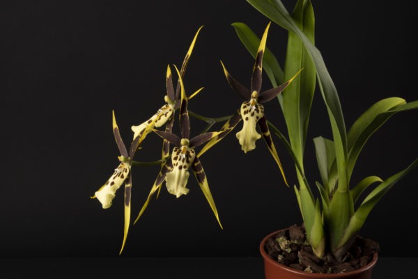 Miltassia Top Shelob
