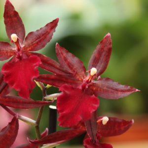 Colmanara Masai Red