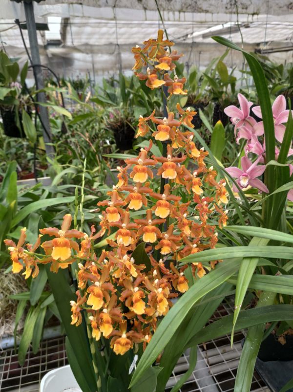 Odontocidium Catatante
