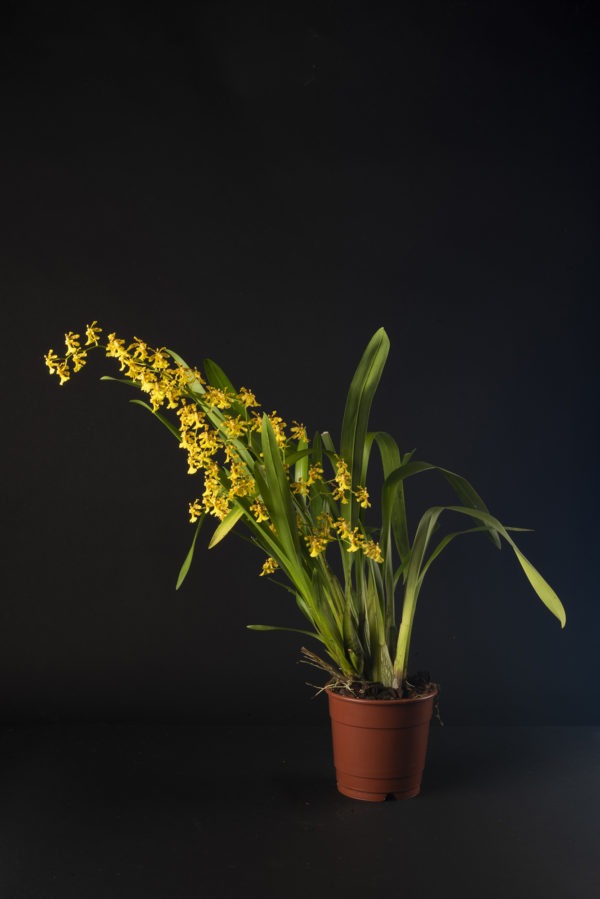 Oncidium Fragancia