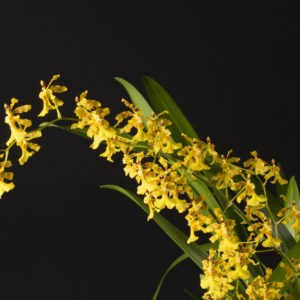 Oncidium Fragancia