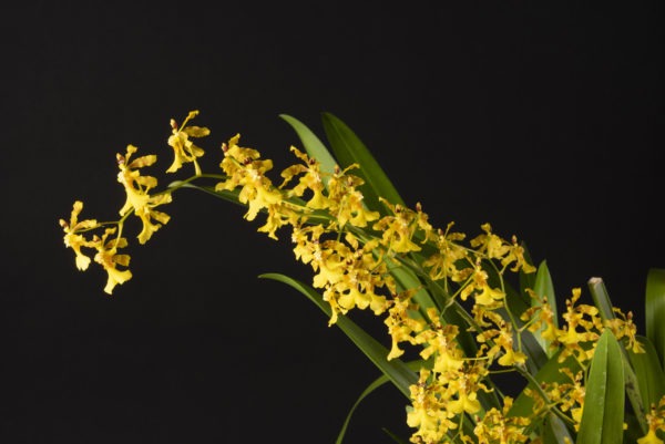 Oncidium Fragancia