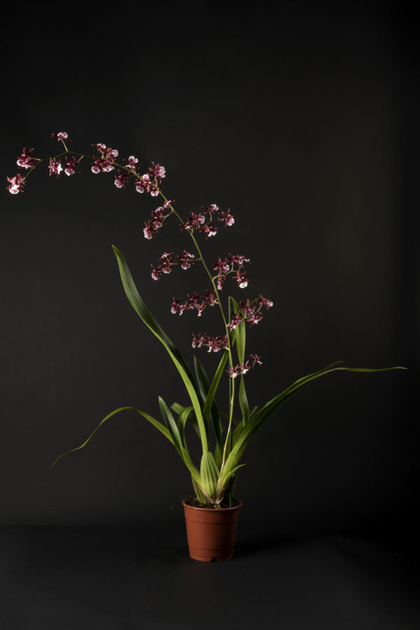 Oncidium Sharry Baby