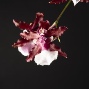 Oncidium Sharry Baby