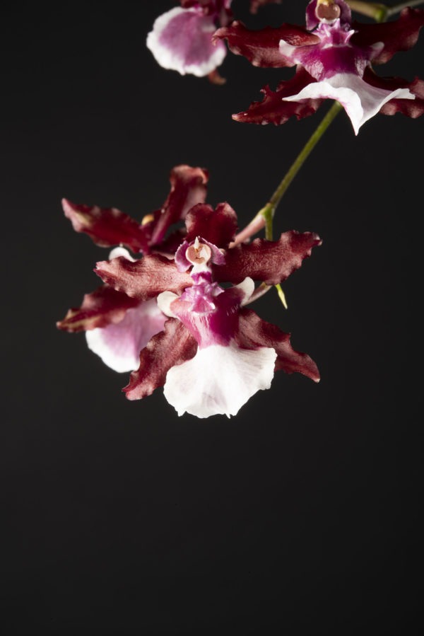 Oncidium Sharry Baby
