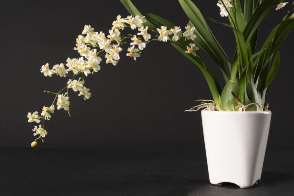 Oncidium Twinkle White