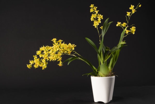 Oncidium Twinkle Yellow