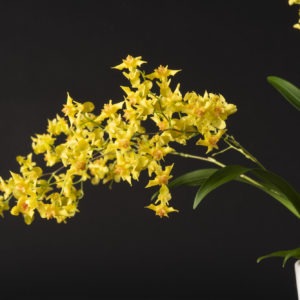 Oncidium Twinkle Yellow
