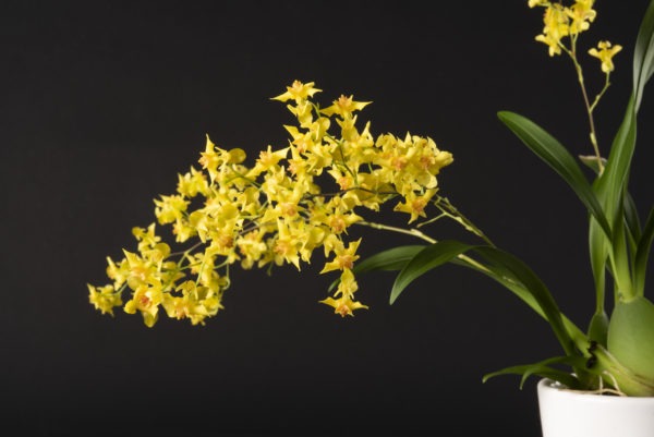 Oncidium Twinkle Yellow