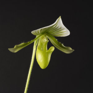 Paphiopedilum Maudiae 'Femma'