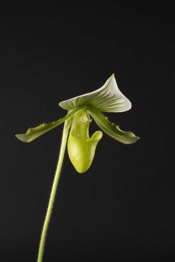 Paphiopedilum Maudiae 'Femma'