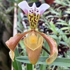 Paphiopedilum gratixianum