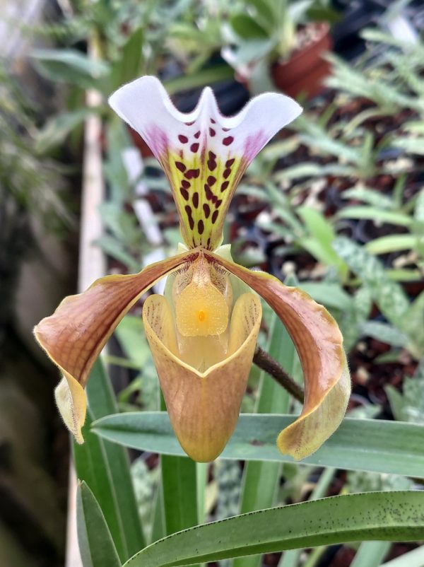 Paphiopedilum gratixianum