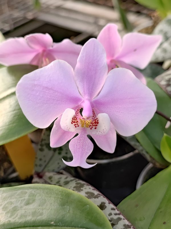 Phalaenopsis schilleriana