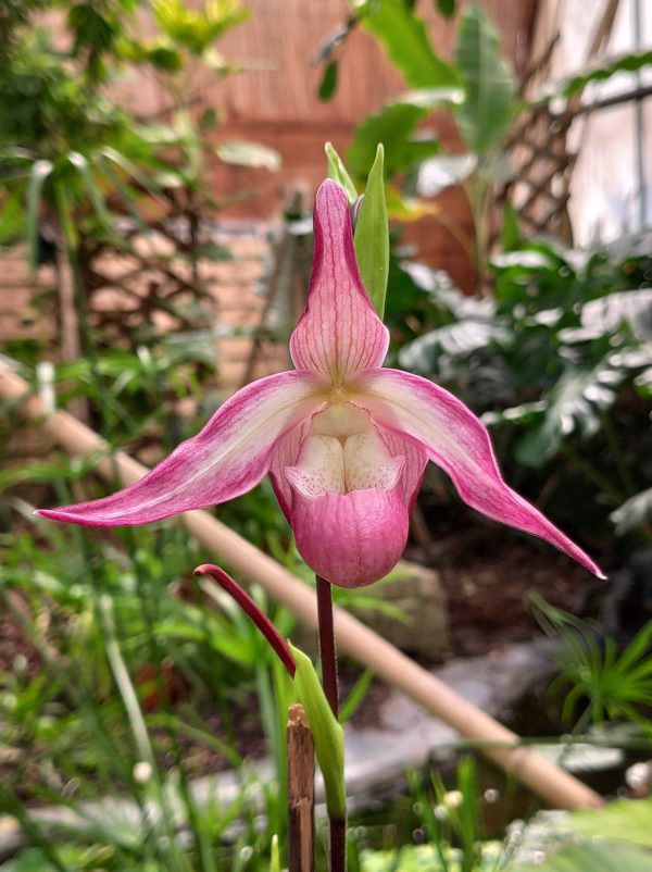 Phragmipedium Sedenii