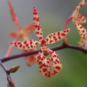 Renanthera monachica