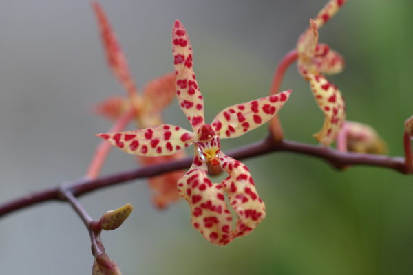 Renanthera monachica