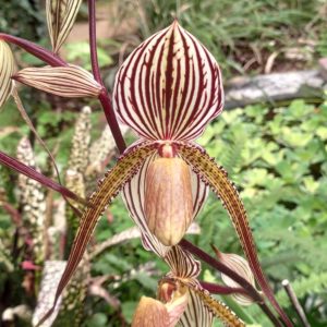 Paphiopedilum Saint Swithin