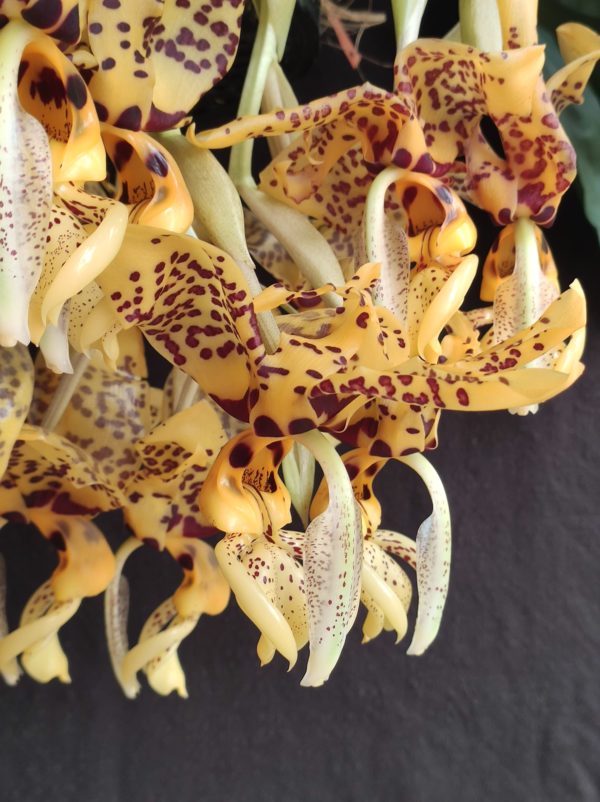 Stanhopea Assidensis