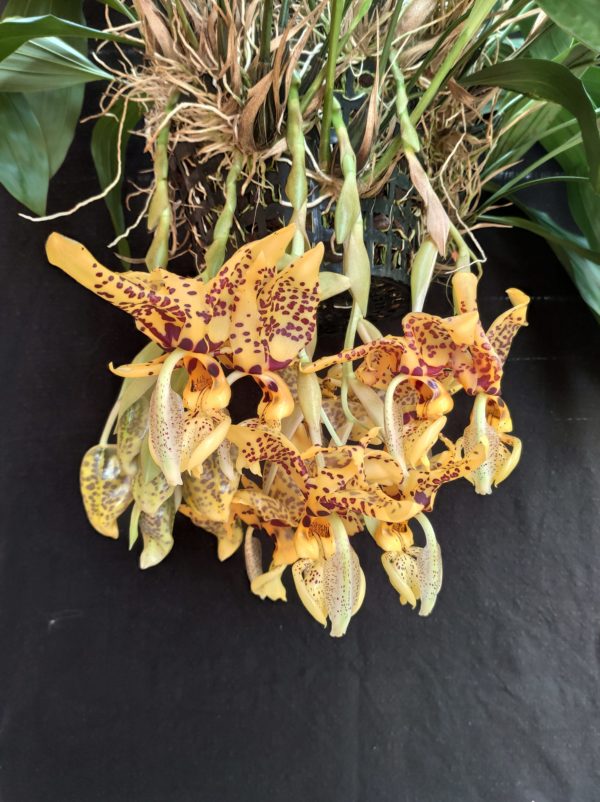 Stanhopea Assidensis