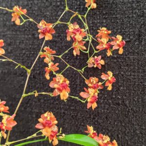 Oncidium Twinkle Cinnamon