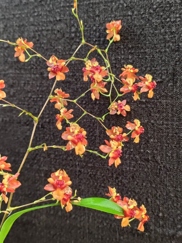 Oncidium Twinkle Cinnamon