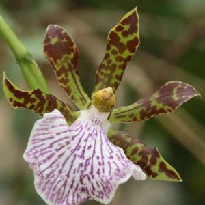 Zygopetalum intermedium