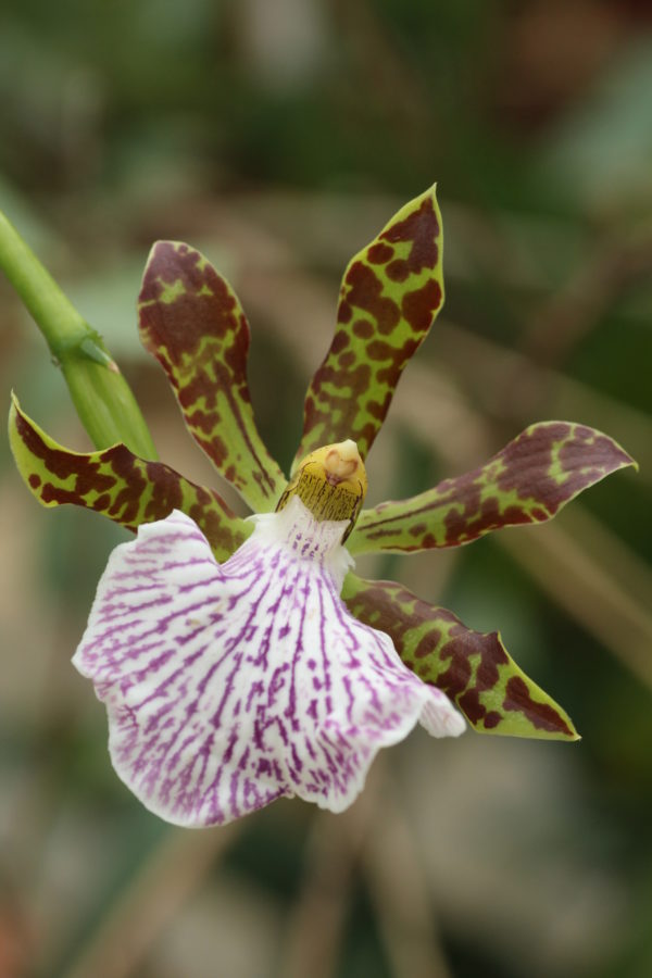 Zygopetalum intermedium