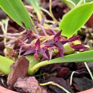Bulbophyllum tremulum