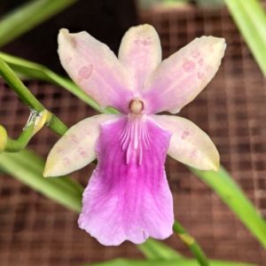miltonia x binotii