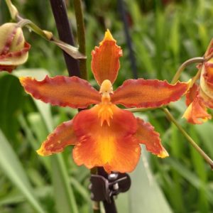 odontocidium catatante